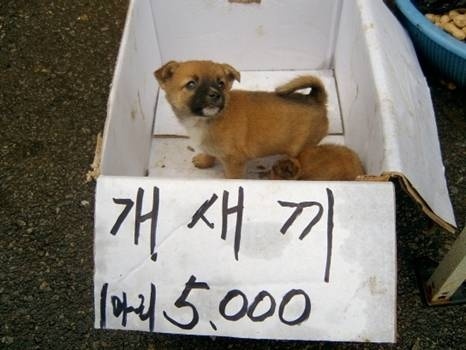 개새끼.jpg