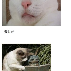 이 냥이 표정 존나 벙찌네 ㅇㅇ