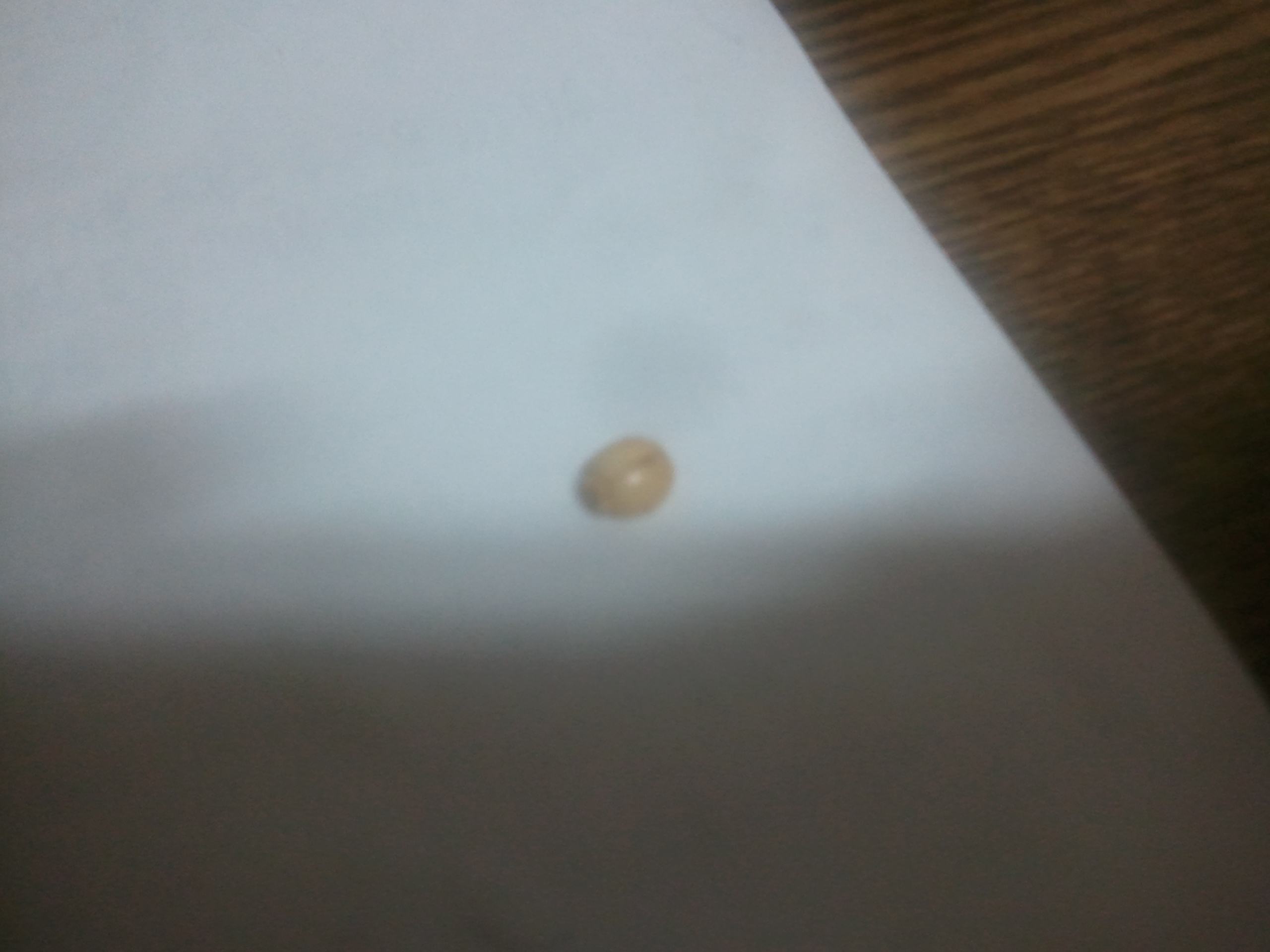2011-05-03 19.34.54.jpg