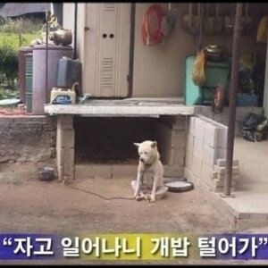 지금 해운대엔 홀딱 벗고다니는 여자사람 천지라는데