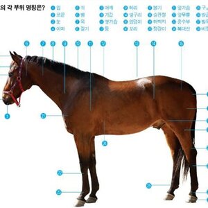 좋아 이렇게 된 이상 전쟁이다 나븐넘드라