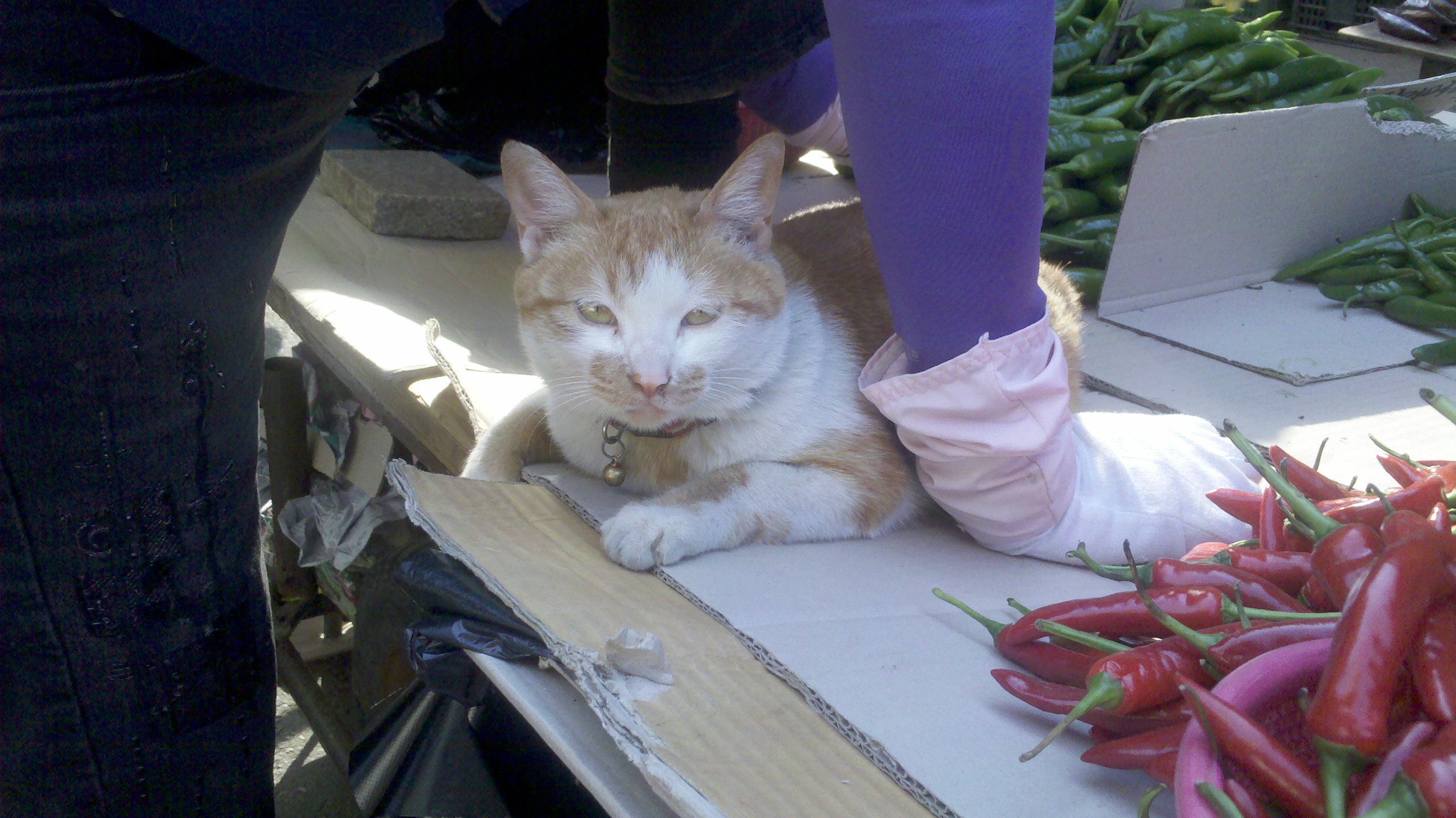 2011-05-15_17-01-21_708.jpg