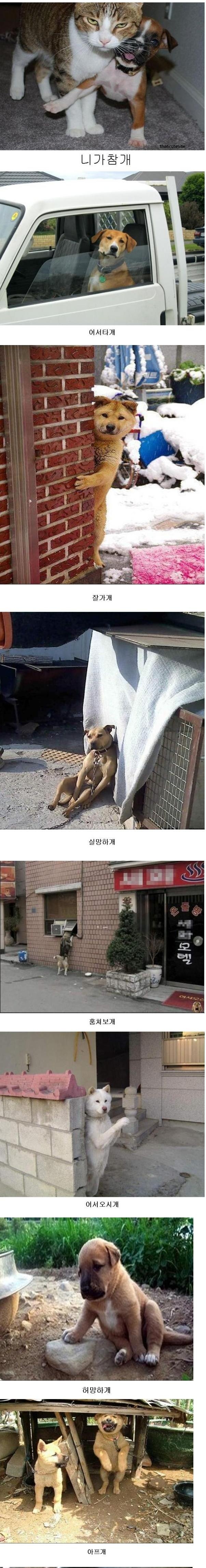 개씨리즈.jpg