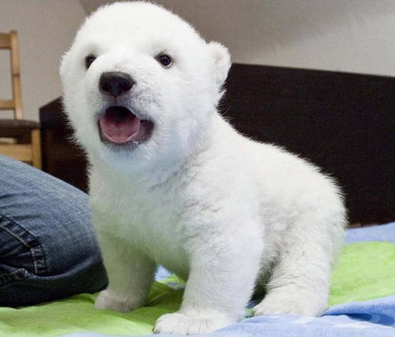 북극곰~1.JPG