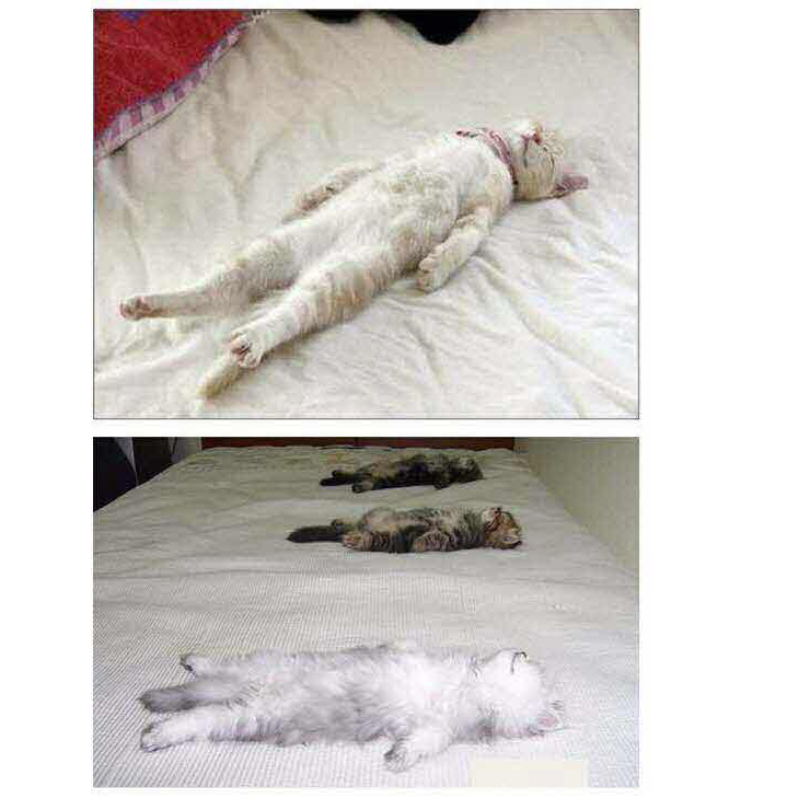 sleep1.jpg