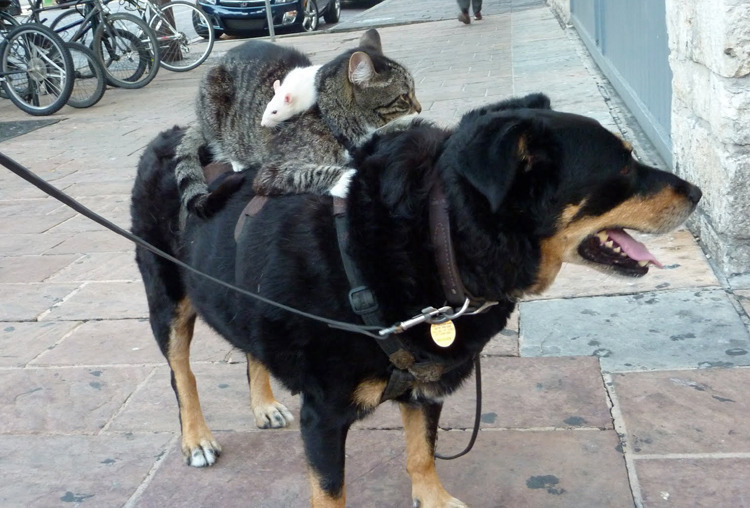 cmd_2.jpg