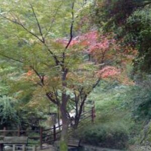 안산공원.jpg