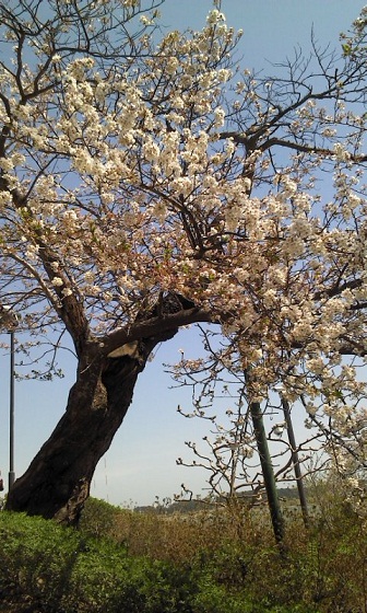 2011-04-17 12.54.23.jpg