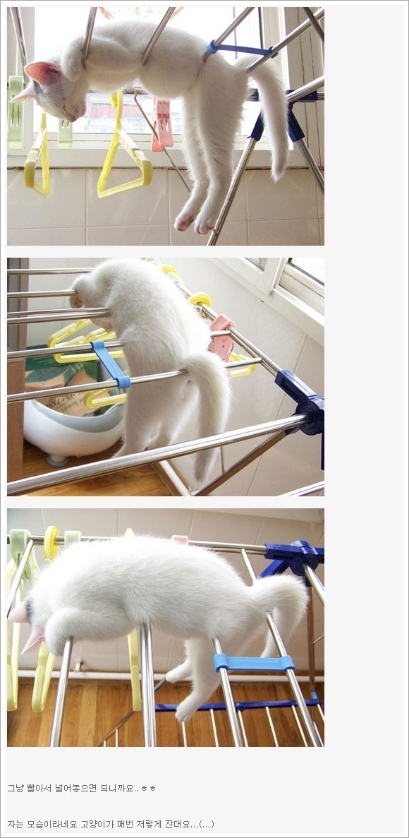 cat.jpg