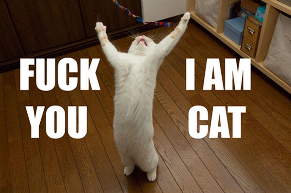 i am cat.jpg