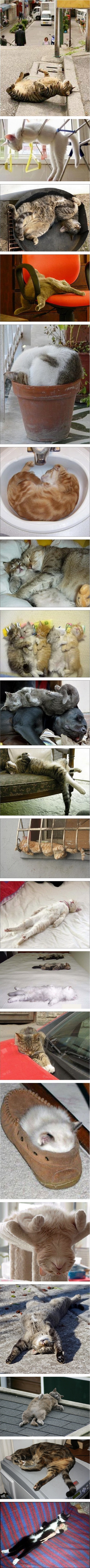 고양잌ㅋㅋㅋㅋ.jpg