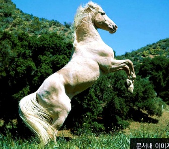 naver_com_20110708_015139.jpg