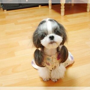 개청순
