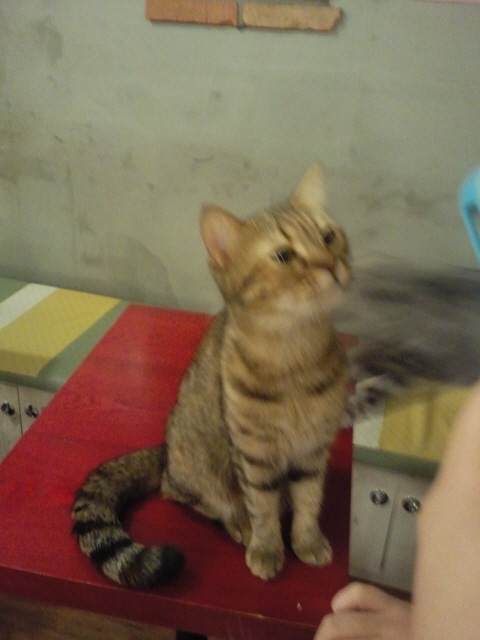 고양이카페1.jpg