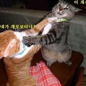 안냥