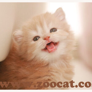 2-2_silva001_zoocat_.jpg