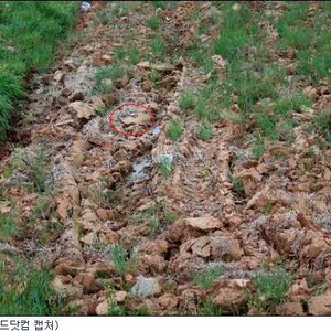 난 왜 저게 고양이 같지가않지?