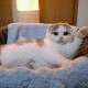 anyang8016.gif