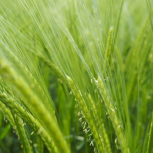green-ears-wallpaper-1.jpg
