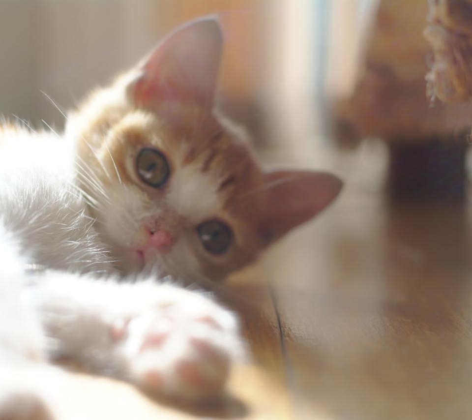 Cat.jpg