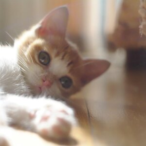 잔당