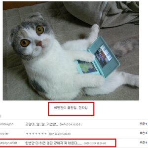 고양이.jpg