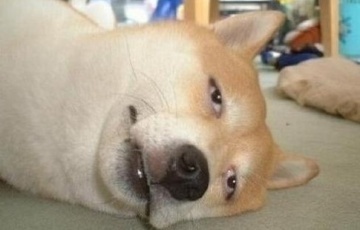 %B0%B3%C7%C7%B0%EF_tvxq9565.jpg