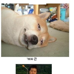 dog1.jpg