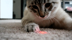__135229360443506.gif